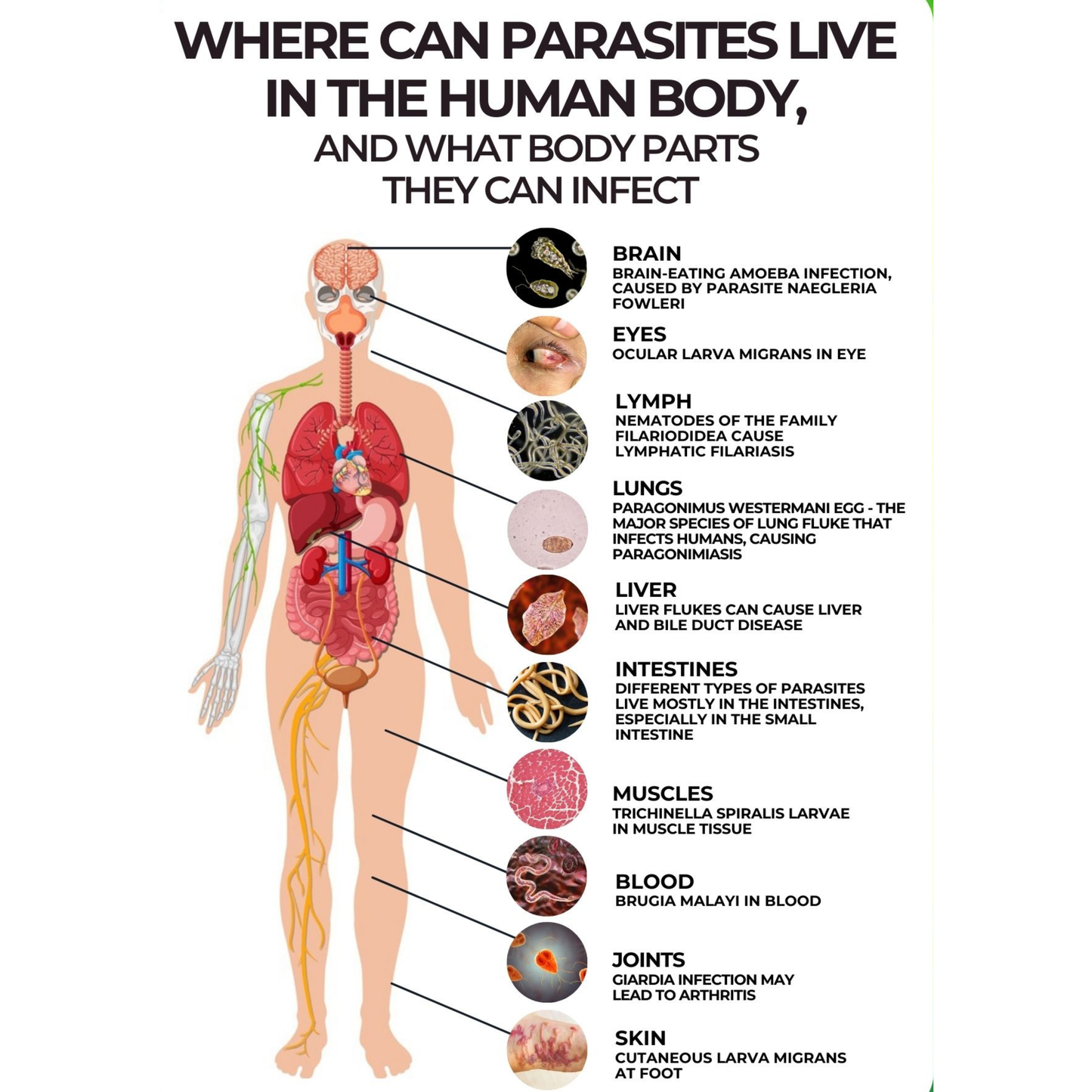 500mg MEBENDAZOLE (100)